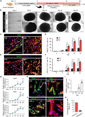 Modeling APOE ε4 familial Alzheimer’s disease in directly converted 3D brain organoids